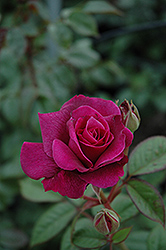 Intrigue Rose (Rosa 'Intrigue') at Holland Nurseries
