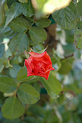 Westerland Rose (Rosa 'Westerland') at Holland Nurseries