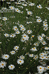 Marguerite Daisy (Argyranthemum gracile) at Holland Nurseries