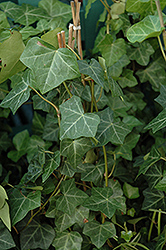 Thorndale Ivy (Hedera helix 'Thorndale') at Holland Nurseries