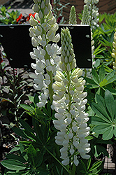Russell White Lupine (Lupinus 'Russell White') at Holland Nurseries