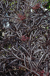 Black Lace Elder (Sambucus nigra 'Eva') at Holland Nurseries