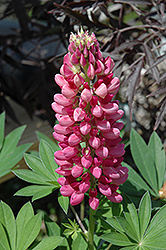 Gallery Red Lupine (Lupinus 'Gallery Red') at Holland Nurseries