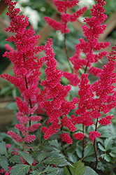 Fanal Astilbe (Astilbe x arendsii 'Fanal') at Holland Nurseries