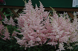 Younique Silvery Pink Astilbe (Astilbe 'Verssilverypink') at Holland Nurseries
