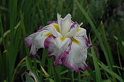 Freckled Geisha Japanese Flag Iris (Iris ensata 'Freckled Geisha') at Holland Nurseries