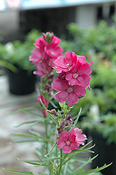Brilliant Prairie Mallow (Sidalcea 'Brilliant') at Holland Nurseries