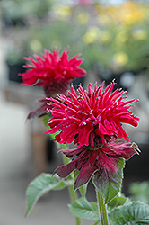 Fireball Beebalm (Monarda didyma 'Fireball') at Holland Nurseries