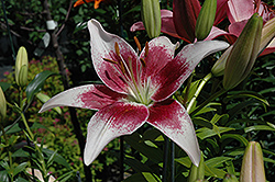 Strawberries And Cream Lily (Lilium 'Strawberries And Cream') at Holland Nurseries