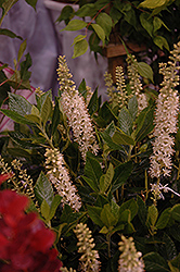 Sixteen Candles Summersweet (Clethra alnifolia 'Sixteen Candles') at Holland Nurseries