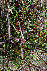 Blood Brothers Red Switch Grass (Panicum virgatum 'Blood Brothers') at Holland Nurseries