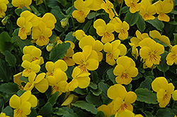 Sorbet XP Yellow Pansy (Viola 'Sorbet XP Yellow') at Holland Nurseries