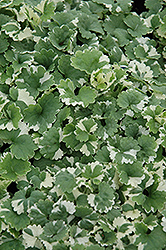 Variegated Ground Ivy (Glechoma hederacea 'Variegata') at Holland Nurseries