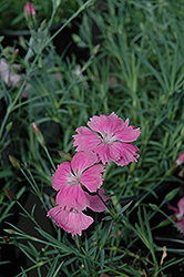Sweetness Pinks (Dianthus plumarius 'Sweetness') at Holland Nurseries