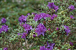 Dwarf Purple Rhododendron (Rhododendron impeditum) at Holland Nurseries