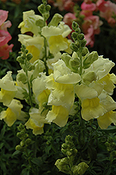 Snapshot Yellow Snapdragon (Antirrhinum majus 'PAS409666') at Holland Nurseries