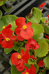 Prelude Scarlet Begonia (Begonia 'Prelude Scarlet') at Holland Nurseries