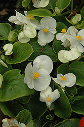 Prelude White Begonia (Begonia 'Prelude White') at Holland Nurseries