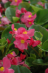 Prelude Rose Begonia (Begonia 'Prelude Rose') at Holland Nurseries