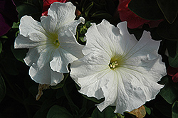 Dreams White Petunia (Petunia 'Dreams White') at Holland Nurseries