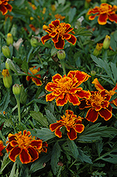 Durango Flame Marigold (Tagetes patula 'Durango Flame') at Holland Nurseries