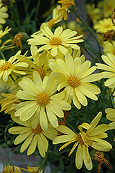 Voltage Yellow African Daisy (Osteospermum 'Voltage Yellow') at Holland Nurseries