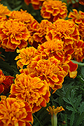 Bonanza Flame Marigold (Tagetes patula 'Bonanza Flame') at Holland Nurseries