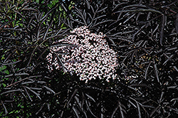 Black Lace Elder (Sambucus nigra 'Eva') at Holland Nurseries