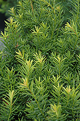 Nova Japanese Yew (Taxus cuspidata 'Nova') at Holland Nurseries
