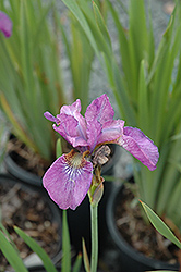 Pink Haze Siberian Iris (Iris sibirica 'Pink Haze') at Holland Nurseries