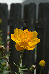 Orange Princess Globeflower (Trollius x cultorum 'Orange Princess') at Holland Nurseries