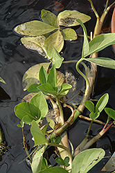 Bog Bean (Menyanthes trifoliata) at Holland Nurseries