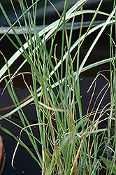 Cattail (Typha gracilis) at Holland Nurseries
