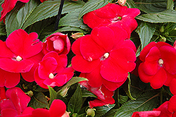 Sonic Red New Guinea Impatiens (Impatiens 'Sonic Red') at Holland Nurseries