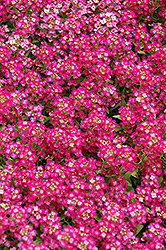 Wonderland Deep Rose Alyssum (Lobularia maritima 'Wonderland Deep Rose') at Holland Nurseries