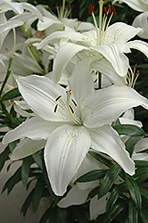 New Wave Lily (Lilium 'New Wave') at Holland Nurseries