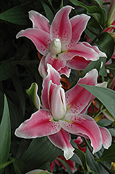 Sweet Rosy Lily (Lilium 'Sweet Rosy') at Holland Nurseries