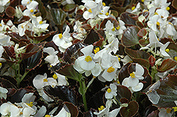 Harmony White Begonia (Begonia 'Harmony White') at Holland Nurseries