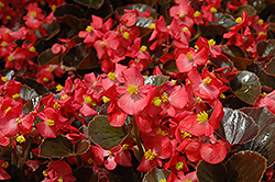 Harmony Scarlet Begonia (Begonia 'Harmony Scarlet') at Holland Nurseries