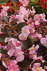 Harmony Pink Begonia (Begonia 'Harmony Pink') at Holland Nurseries