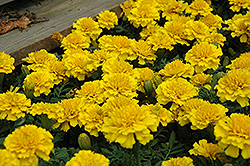 Janie Bright Yellow Marigold (Tagetes patula 'Janie Bright Yellow') at Holland Nurseries