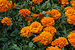 Janie Deep Orange Marigold (Tagetes patula 'Janie Deep Orange') at Holland Nurseries