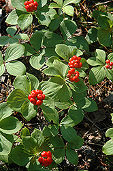 Bunchberry (Cornus canadensis) at Holland Nurseries