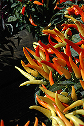 Sweet Pepper (Capsicum annuum) at Holland Nurseries
