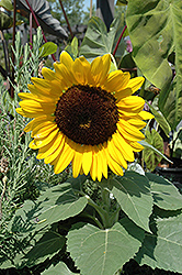 Miss Sunshine Annual Sunflower (Helianthus annuus 'Miss Sunshine') at Holland Nurseries