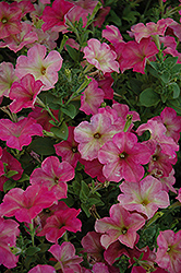 Debonair Dusty Rose Petunia (Petunia 'Debonair Dusty Rose') at Holland Nurseries