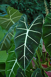 Frydek Elephant's Ear (Alocasia micholitziana 'Frydek') at Holland Nurseries