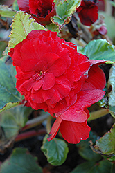 Bliss Deep Red Begonia (Begonia 'Bliss Deep Red') at Holland Nurseries