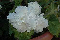 Bliss White Begonia (Begonia 'Bliss White') at Holland Nurseries