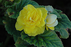 Bliss Yellow Begonia (Begonia 'Bliss Yellow') at Holland Nurseries